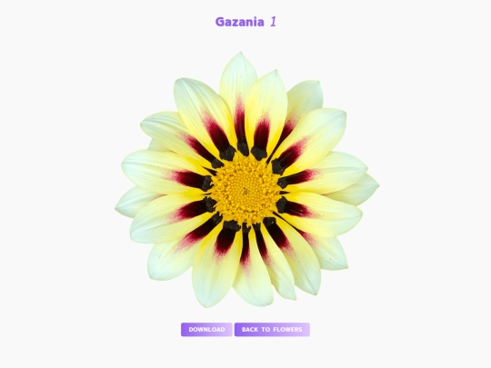 freebies/stock_images/images/gazania1 screenshot