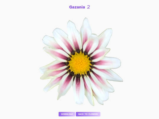freebies/stock_images/images/gazania2 screenshot