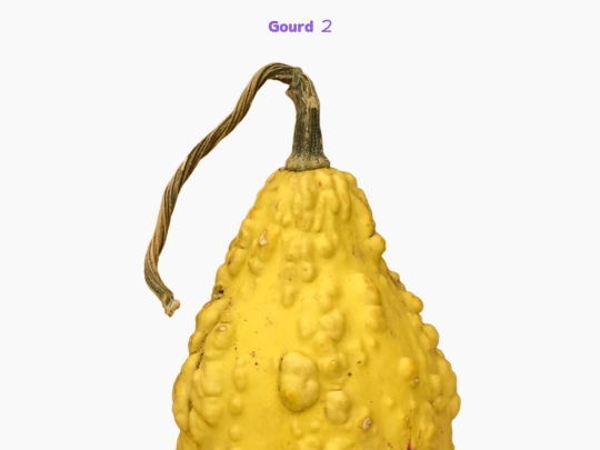 freebies/stock_images/images/gourd2 screenshot