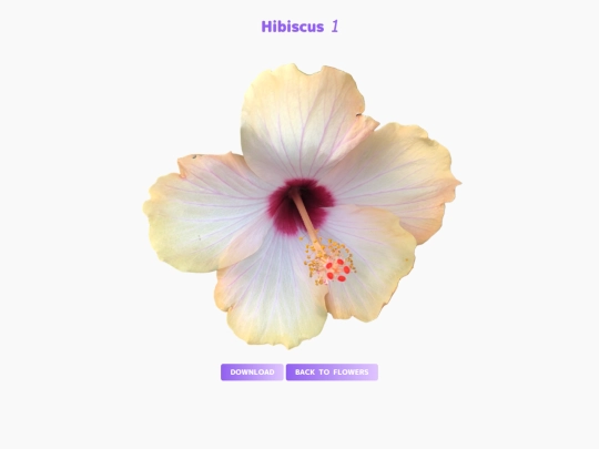 freebies/stock_images/images/hibiscus1 screenshot