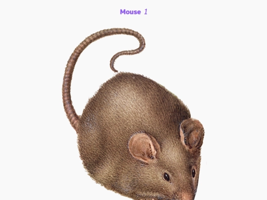 freebies/stock_images/images/mouse1 screenshot