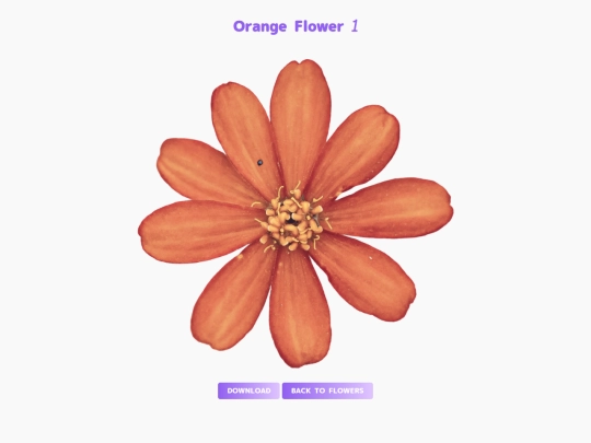 freebies/stock_images/images/orangeflower1 screenshot