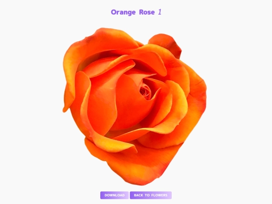 freebies/stock_images/images/orangerose1 screenshot