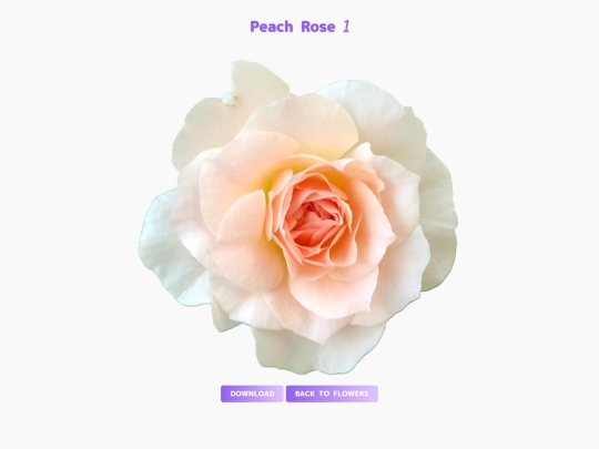 freebies/stock_images/images/peachrose1 screenshot