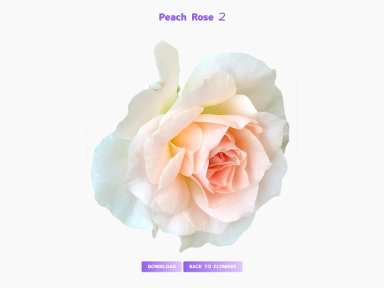 freebies/stock_images/images/peachrose2 screenshot