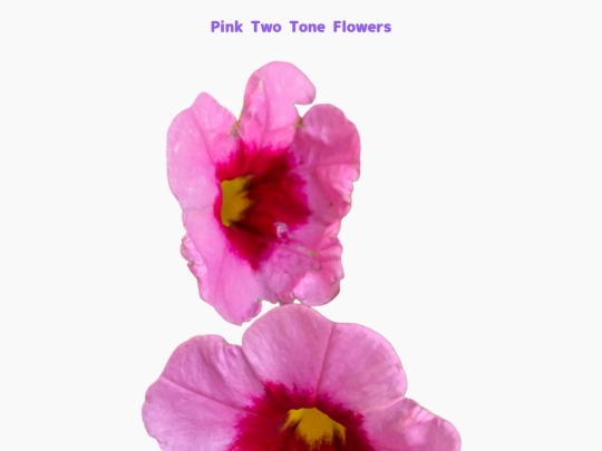 freebies/stock_images/images/pink_twotone_flowers screenshot