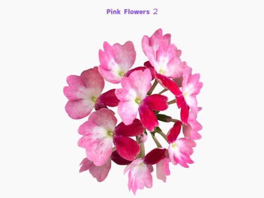 freebies/stock_images/images/pinkflowers2 screenshot