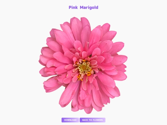 freebies/stock_images/images/pinkmarigold screenshot
