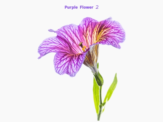 freebies/stock_images/images/purpleflower2 screenshot