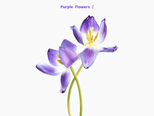 freebies/stock_images/images/purpleflowers1 screenshot