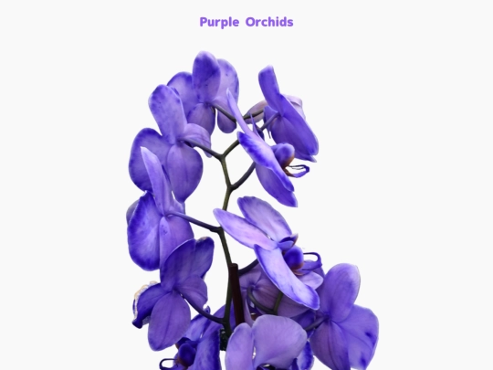 freebies/stock_images/images/purpleorchids screenshot