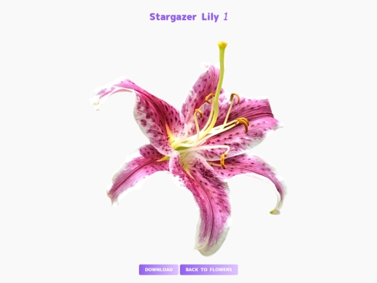 freebies/stock_images/images/stargazer_lily1 screenshot