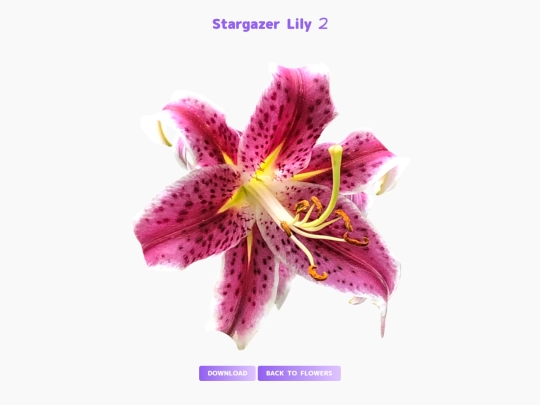 freebies/stock_images/images/stargazer_lily2 screenshot