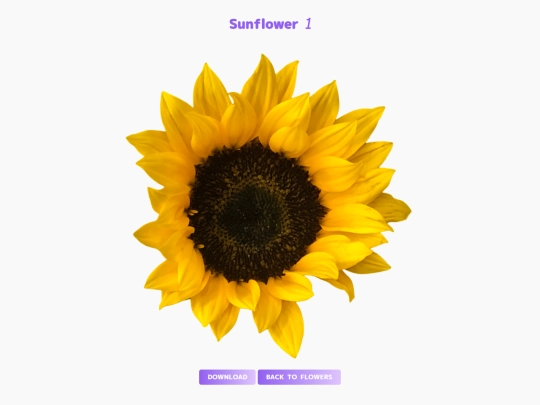 freebies/stock_images/images/sunflower1 screenshot