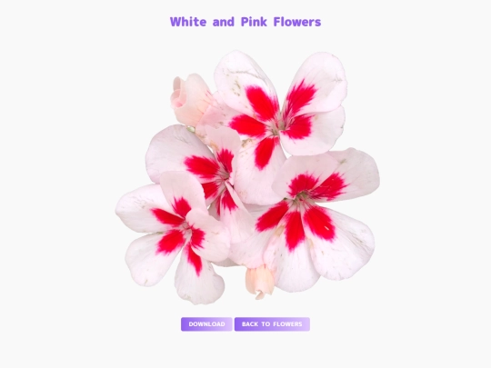 freebies/stock_images/images/white_and_pink_flowers screenshot