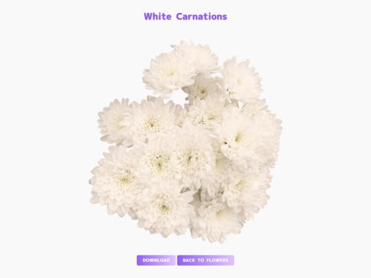 freebies/stock_images/images/white_carnations screenshot