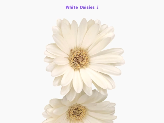freebies/stock_images/images/whitedaisies1 screenshot