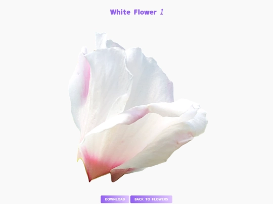 freebies/stock_images/images/whiteflower1 screenshot