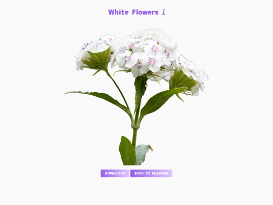 freebies/stock_images/images/whiteflowers1 screenshot