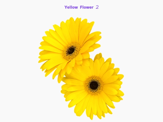 freebies/stock_images/images/yellowflower2 screenshot