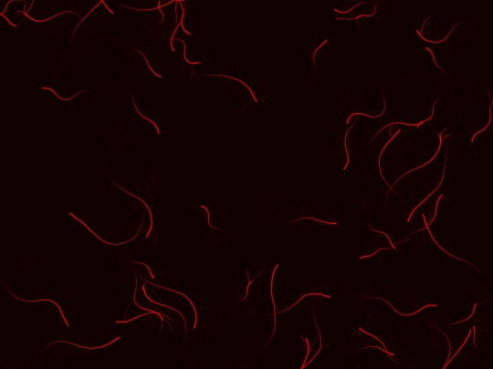 Elliot/veinwordtest screenshot
