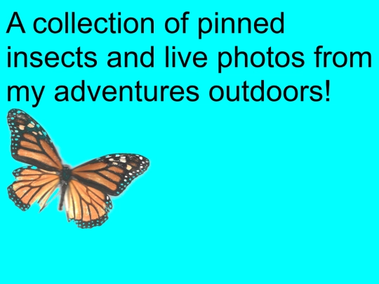 bugdex screenshot