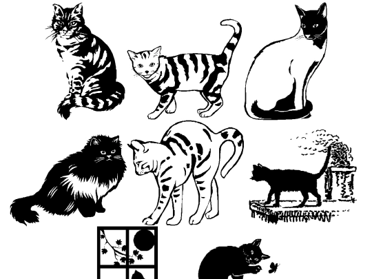 pages/cats/cats1 screenshot