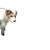 Silly dog avatar