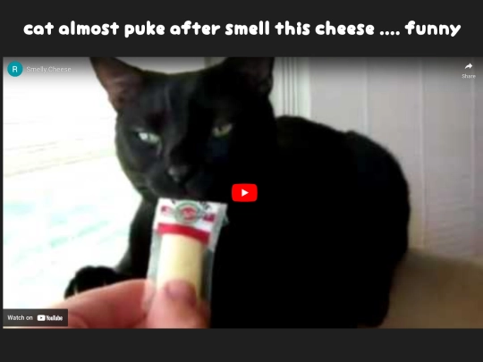 catalmostpukeaftersmellthischeesefunny screenshot