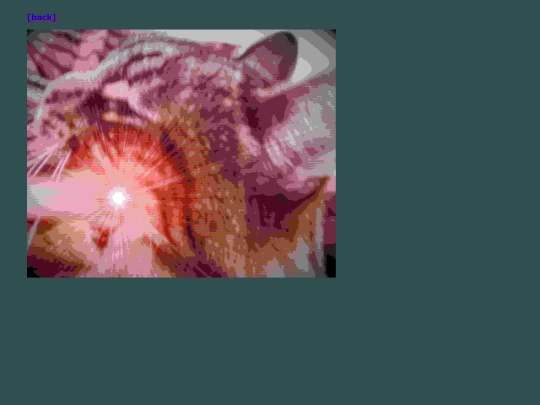 cat-images screenshot