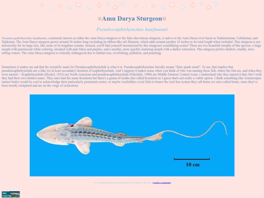 amudarya screenshot