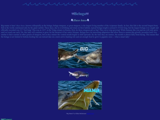 beluga screenshot