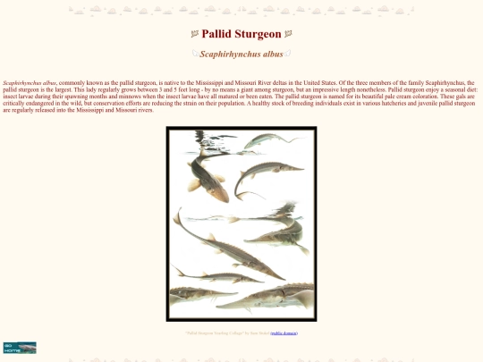 pallidsturgeon screenshot