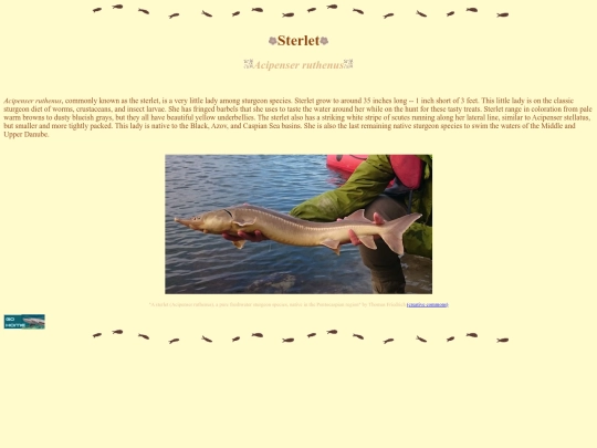 sterlet screenshot