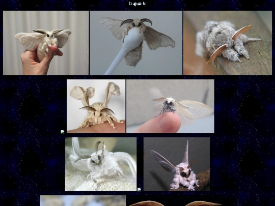 poodlemoths screenshot