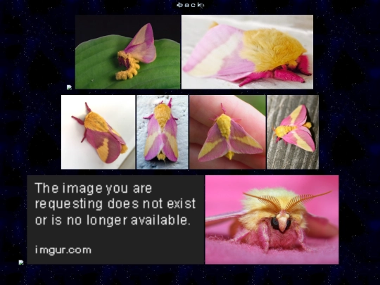 rosymaple screenshot