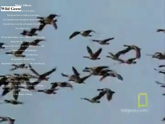 wildgeese screenshot
