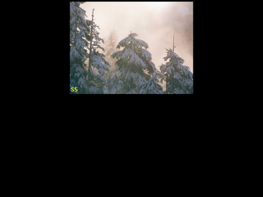 thespring/leaves screenshot