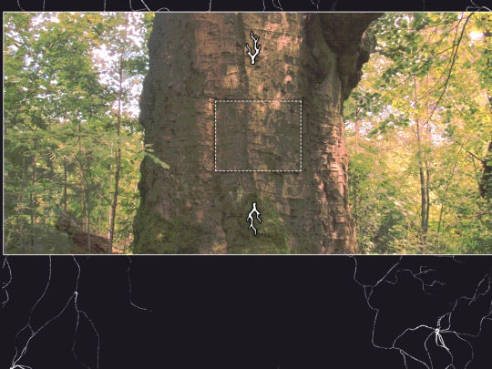 yourbody/mothertree/trunk screenshot