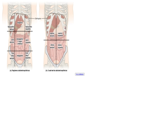 cuerpo humano/abdomen screenshot