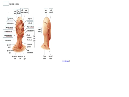 cuerpo humano/cabeza screenshot