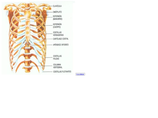 cuerpo humano/pectoral screenshot