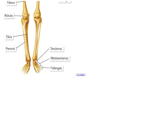cuerpo humano/pierna screenshot