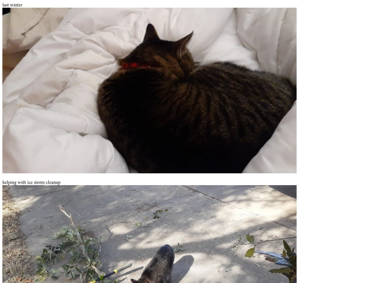 CatPicturesFinn/2023 screenshot