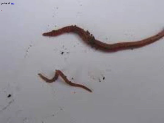 worm screenshot