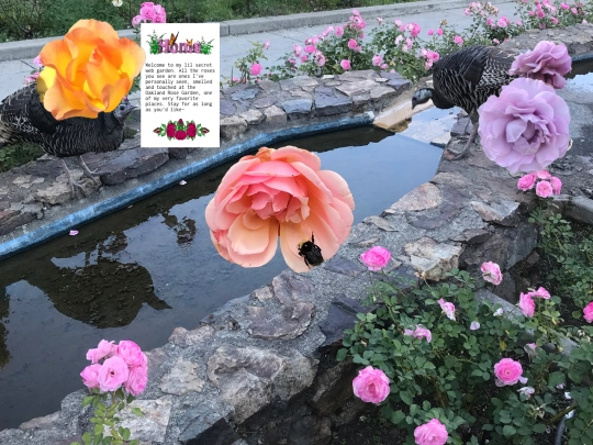 secret-garden screenshot