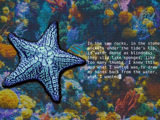 thestarfish screenshot