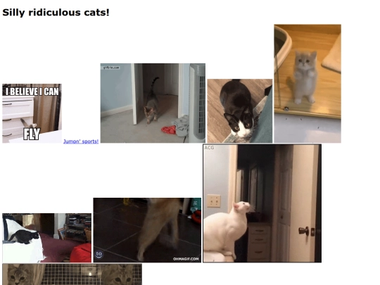 silly-cats screenshot