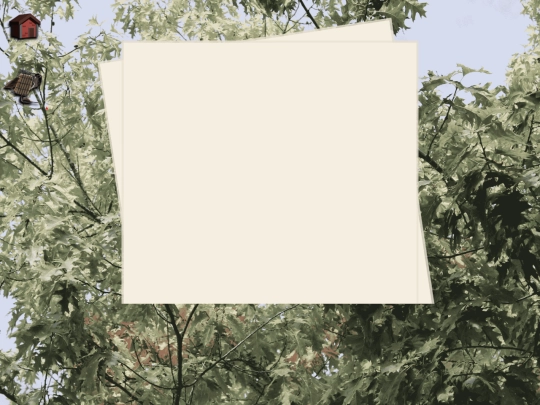 pages/bird-feed/posttemplate screenshot