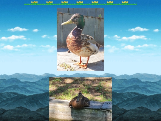photos/collection6 screenshot